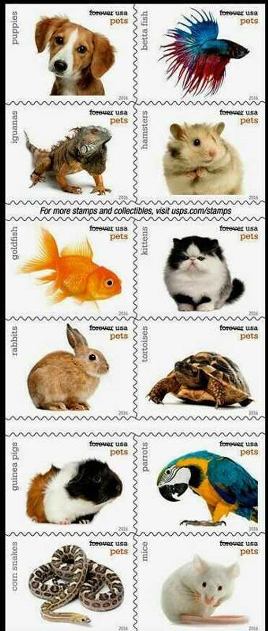 Pets Forever Label Collection – Celebrating Animals, Companionship, Joy & Love 100pcs/Pack (20pcs/Booklet)