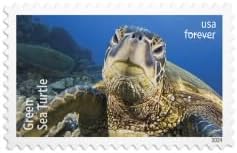 Protect Sea Turtles 2024 – Sheet of 18 First-Class Forever Designs 90pcs/Pack (18pcs/Booklet)